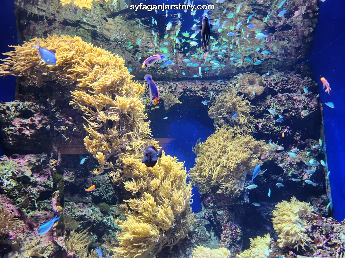 Corals (terumbu karang)